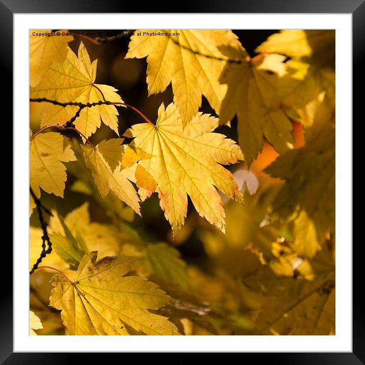  Autumn Leaves Framed Mounted Print by Carolyn Eaton