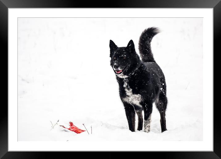  Playing in the Snow Framed Mounted Print by Brent Olson