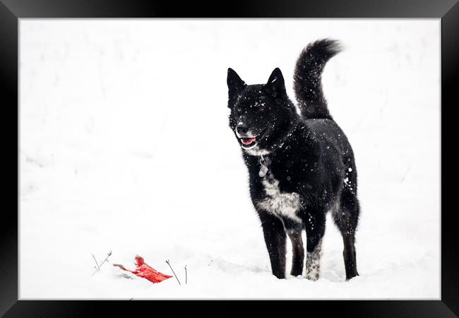  Playing in the Snow Framed Print by Brent Olson