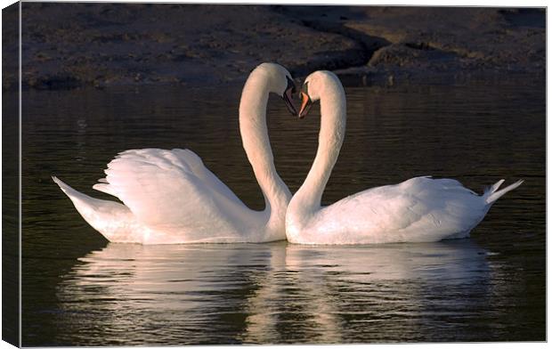 Goodnight Sweetheart Swans Canvas Print by Mike Gorton