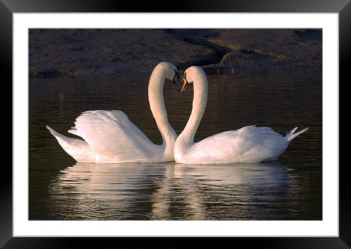 Goodnight Sweetheart Swans Framed Mounted Print by Mike Gorton