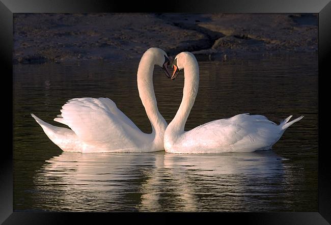 Goodnight Sweetheart Swans Framed Print by Mike Gorton