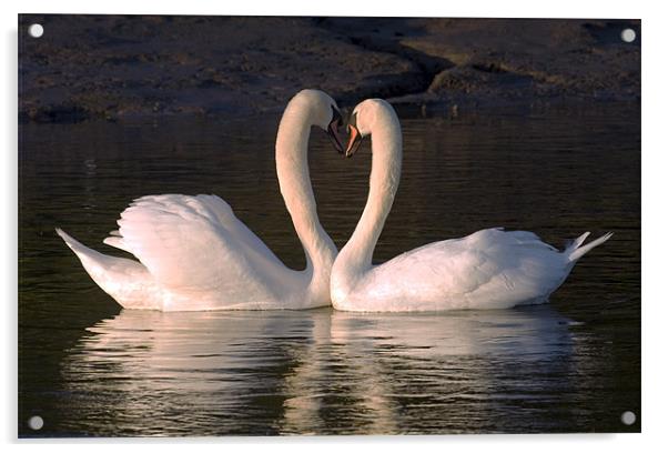 Goodnight Sweetheart Swans Acrylic by Mike Gorton
