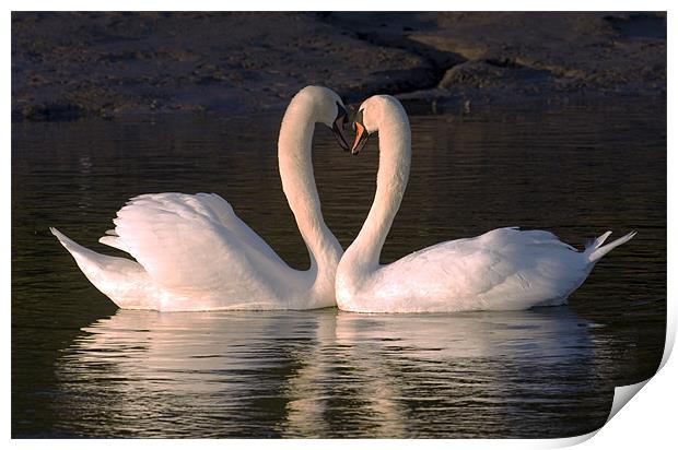 Goodnight Sweetheart Swans Print by Mike Gorton
