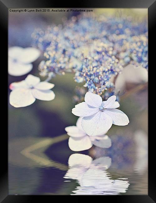 Hydrangea Reflected Framed Print by Lynn Bolt