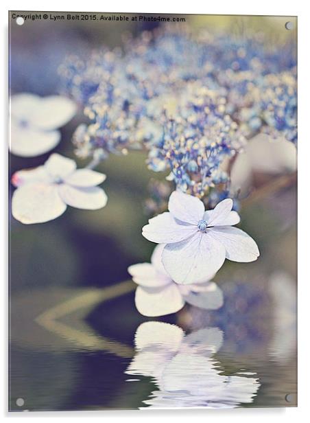 Hydrangea Reflected Acrylic by Lynn Bolt