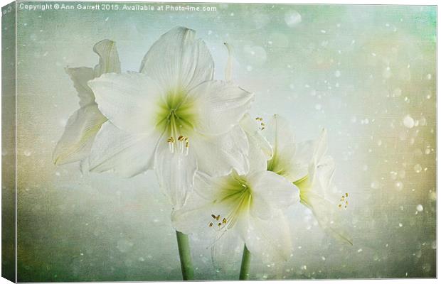 Dreamy White Amaryllis Canvas Print by Ann Garrett