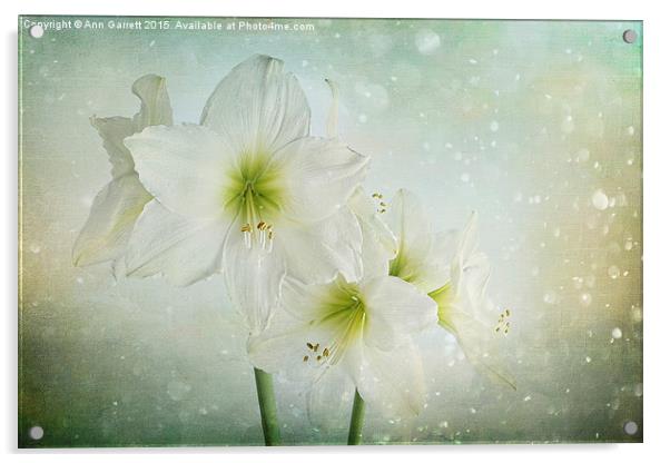 Dreamy White Amaryllis Acrylic by Ann Garrett