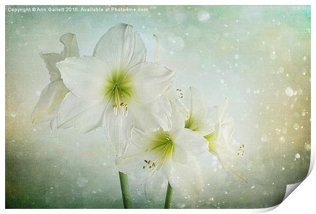 Dreamy White Amaryllis Print by Ann Garrett