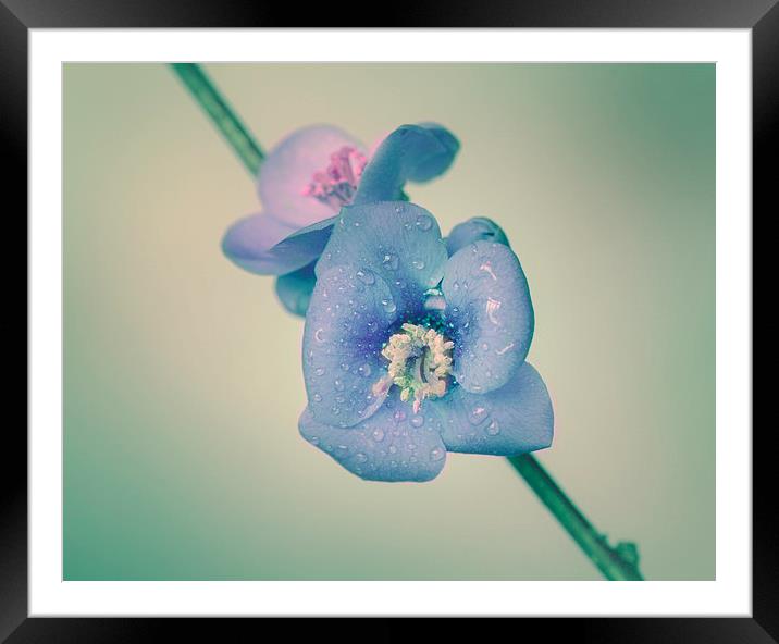 Quince branch with flower Framed Mounted Print by Inguna Plume