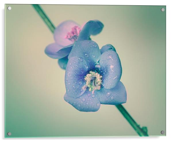 Quince branch with flower Acrylic by Inguna Plume