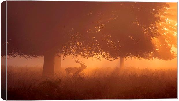  Silhouette of Deer in Mist at Sunrise Canvas Print by Inguna Plume