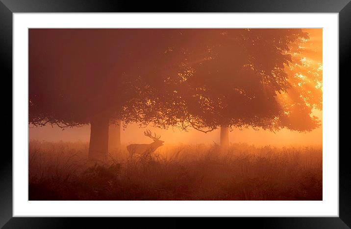  Silhouette of Deer in Mist at Sunrise Framed Mounted Print by Inguna Plume