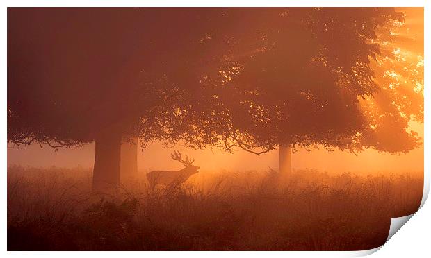  Silhouette of Deer in Mist at Sunrise Print by Inguna Plume