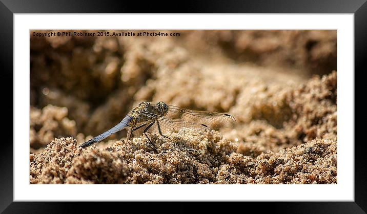  Dragonfly in the sand  Framed Mounted Print by Phil Robinson