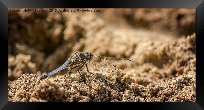  Dragonfly in the sand  Framed Print by Phil Robinson