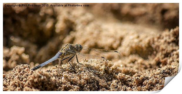 Dragonfly in the sand  Print by Phil Robinson