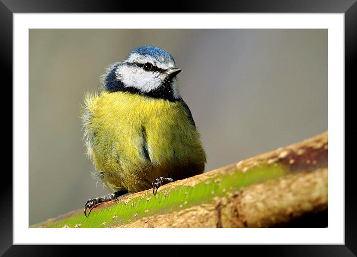   Blue Tit Framed Mounted Print by Macrae Images
