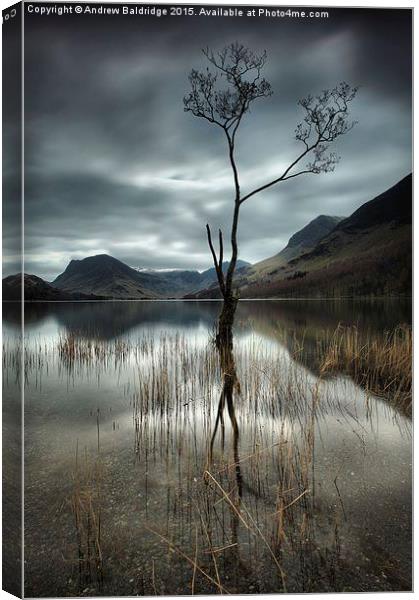  That Tree Canvas Print by Andrew Baldridge
