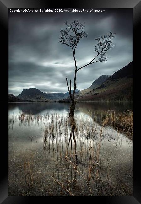  That Tree Framed Print by Andrew Baldridge