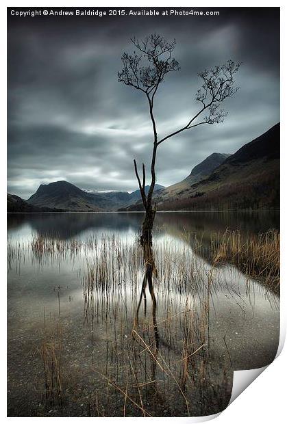  That Tree Print by Andrew Baldridge