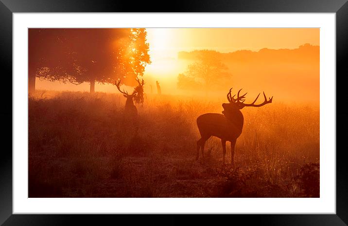 Deer stags   Framed Mounted Print by Inguna Plume