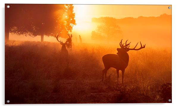 Deer stags   Acrylic by Inguna Plume