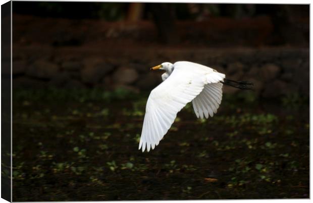 egret in flight Canvas Print by Brent Olson