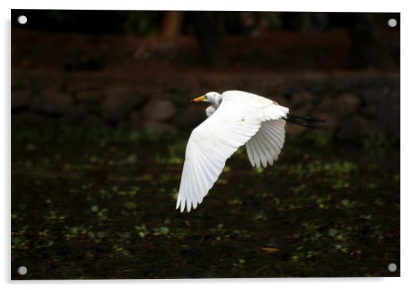 egret in flight Acrylic by Brent Olson