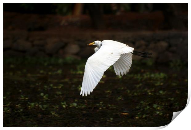 egret in flight Print by Brent Olson