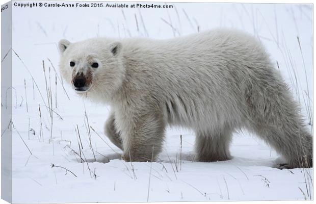   Baby Polar Bear Canvas Print by Carole-Anne Fooks