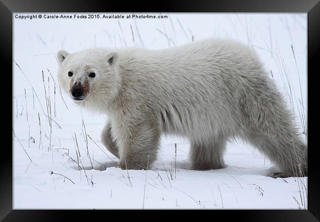   Baby Polar Bear Framed Print by Carole-Anne Fooks