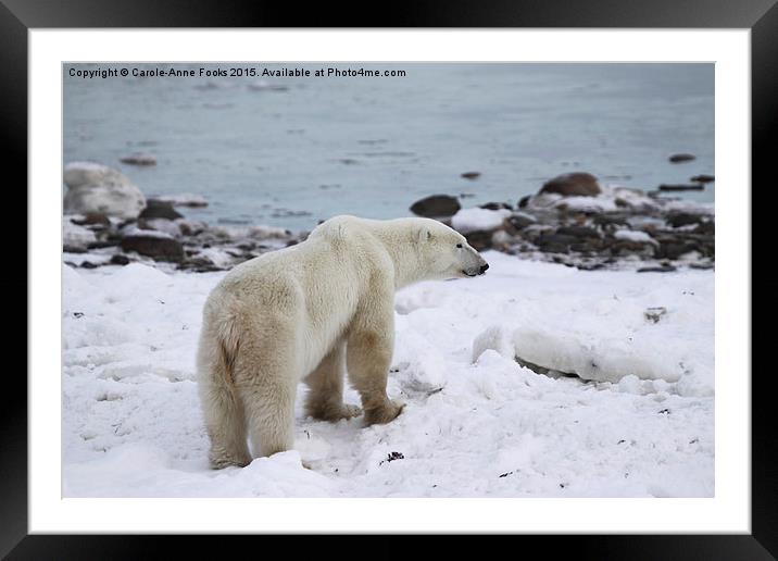  Polar Bear, Churchill, Canada Framed Mounted Print by Carole-Anne Fooks
