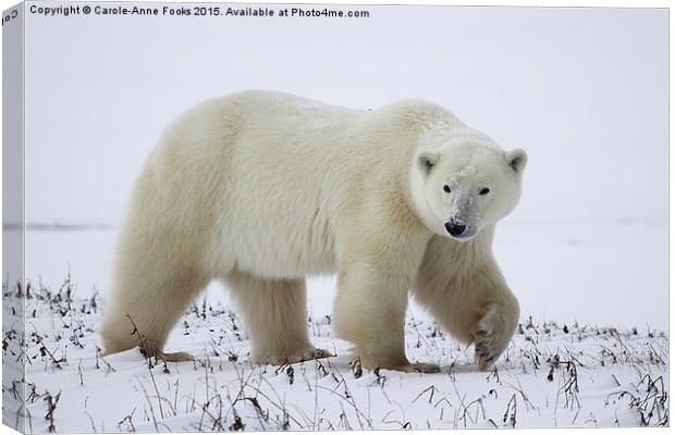  Polar Bear, Churchill, Canada Canvas Print by Carole-Anne Fooks