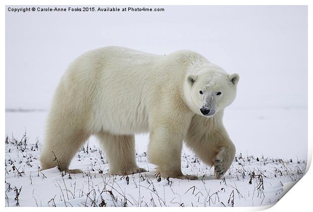  Polar Bear, Churchill, Canada Print by Carole-Anne Fooks