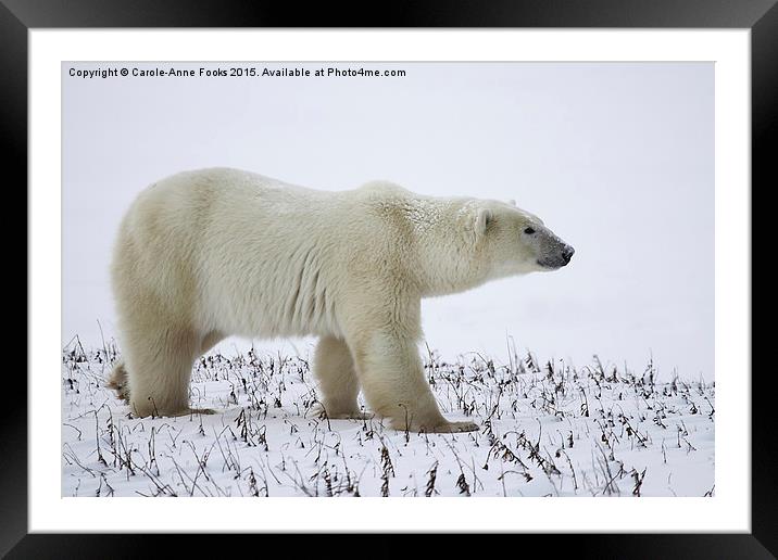   Male Polar Bear Framed Mounted Print by Carole-Anne Fooks