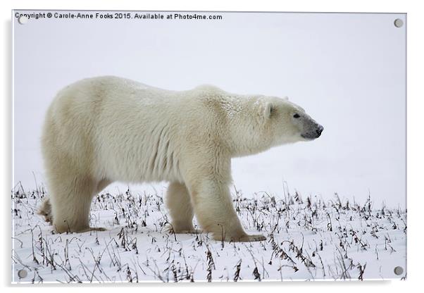   Male Polar Bear Acrylic by Carole-Anne Fooks