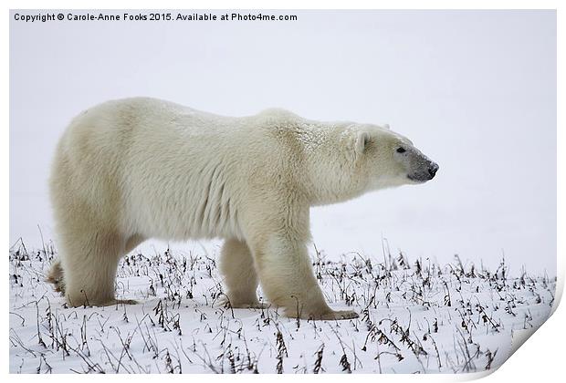   Male Polar Bear Print by Carole-Anne Fooks
