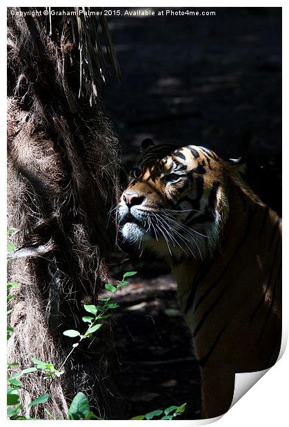  Hiding Tiger Print by Graham Palmer