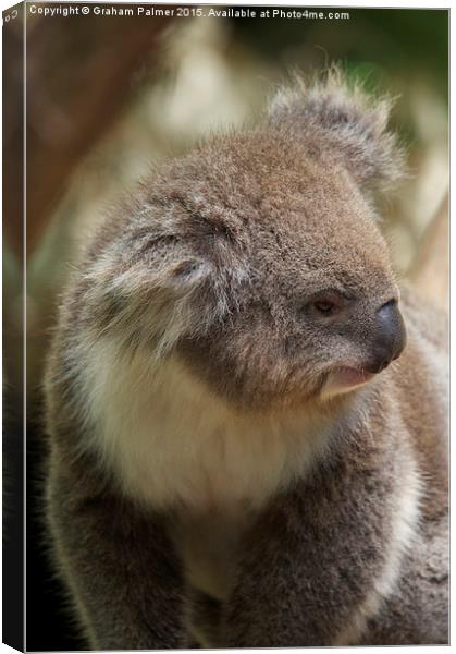  Koala In Profile Canvas Print by Graham Palmer