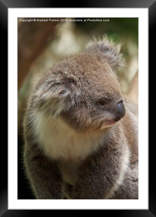  Koala In Profile Framed Mounted Print by Graham Palmer