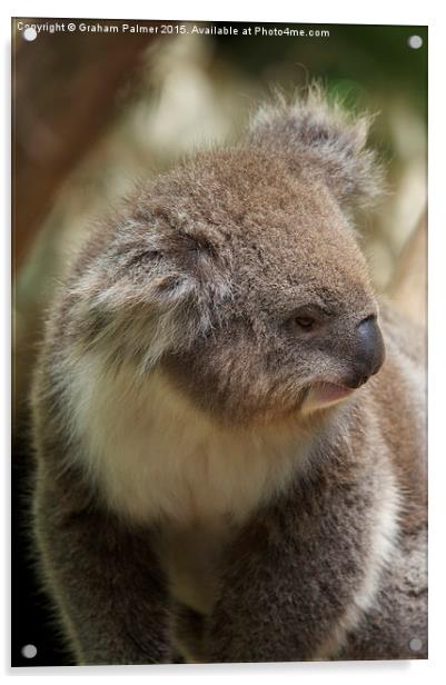  Koala In Profile Acrylic by Graham Palmer