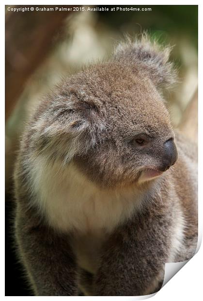  Koala In Profile Print by Graham Palmer
