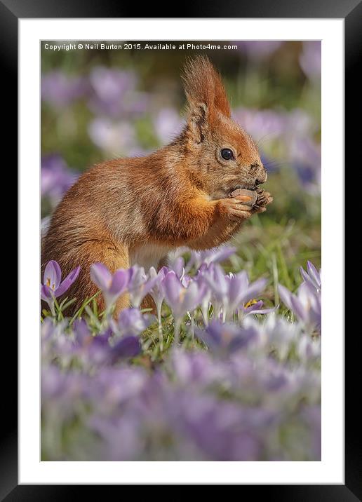  Red on purple Framed Mounted Print by Neil Burton
