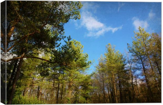  Pine Tree Canopy. Canvas Print by Heather Goodwin