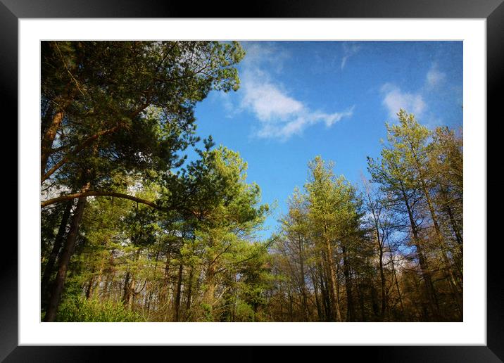  Pine Tree Canopy. Framed Mounted Print by Heather Goodwin