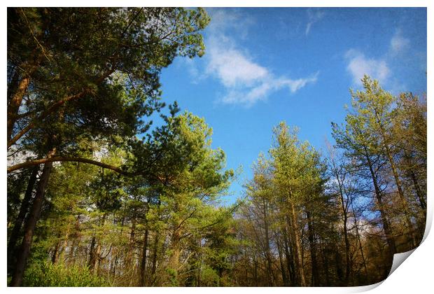  Pine Tree Canopy. Print by Heather Goodwin