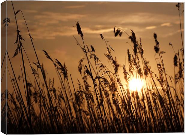  Sunset through the Reeds Canvas Print by Broadland Photography