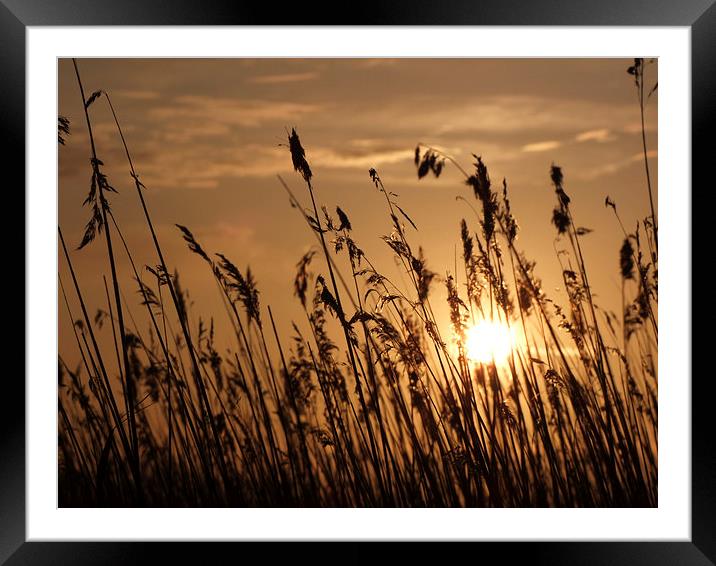  Sunset through the Reeds Framed Mounted Print by Broadland Photography