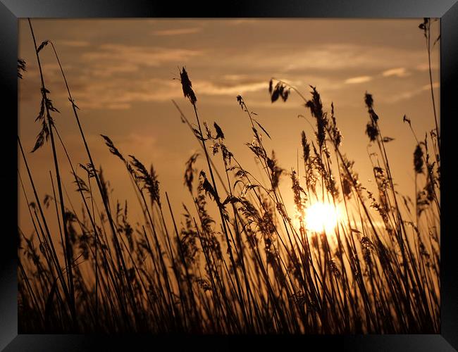  Sunset through the Reeds Framed Print by Broadland Photography